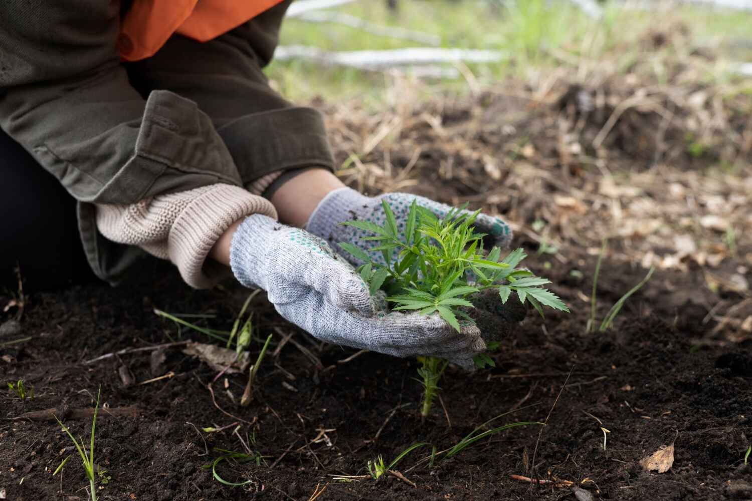 Tree Root Removal in Pocasset, MA